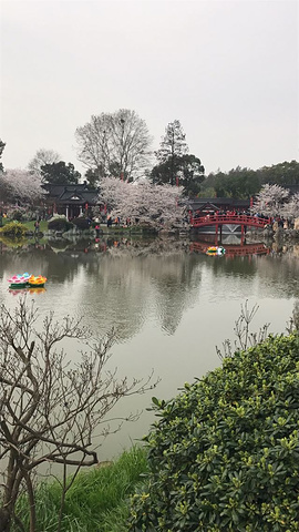 "_东湖樱花园"的评论图片