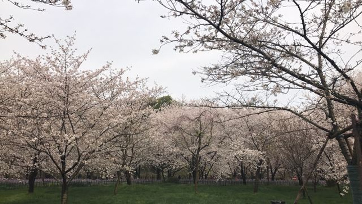 "_东湖樱花园"的评论图片