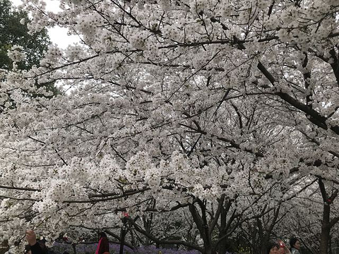 东湖樱花园旅游景点攻略图