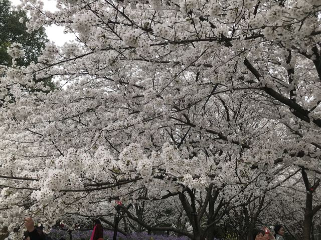 "听说东湖的樱花园比武大的樱花好看的多了，不知道是不是真，武大没去成，好像是免费的，但是要提前三..._东湖樱花园"的评论图片