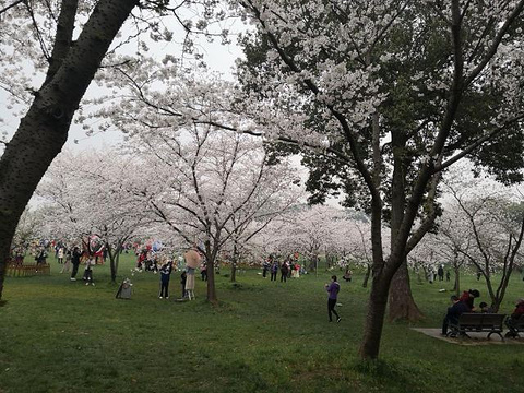 东湖樱花园旅游景点攻略图