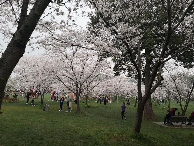 "...花美，樱花旺季人果然是多的，建议挑好天气，提前买票，最好早上七点四十出发错开高峰期，路上是真堵_东湖樱花园"的评论图片