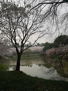 东湖樱花园旅游景点攻略图