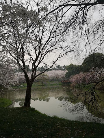 "...花美，樱花旺季人果然是多的，建议挑好天气，提前买票，最好早上七点四十出发错开高峰期，路上是真堵_东湖樱花园"的评论图片