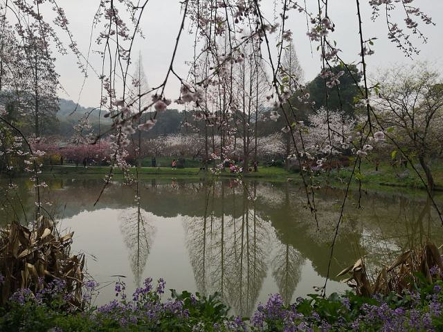 "...花美，樱花旺季人果然是多的，建议挑好天气，提前买票，最好早上七点四十出发错开高峰期，路上是真堵_东湖樱花园"的评论图片