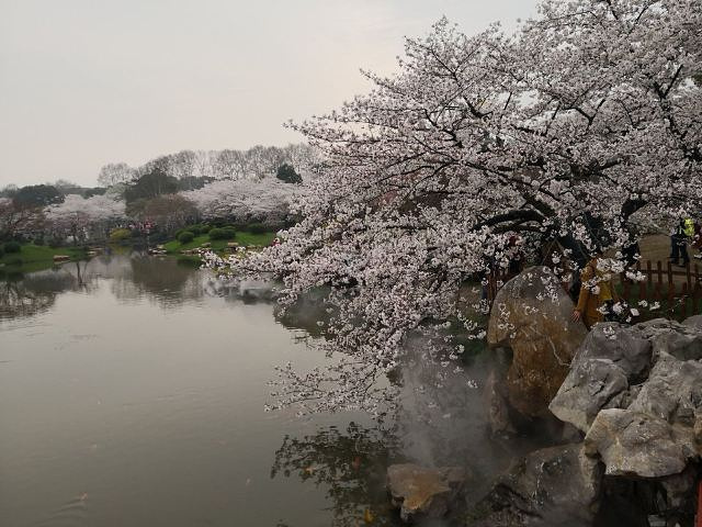 "...花美，樱花旺季人果然是多的，建议挑好天气，提前买票，最好早上七点四十出发错开高峰期，路上是真堵_东湖樱花园"的评论图片