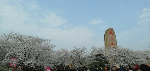 东湖樱花园旅游景点攻略图