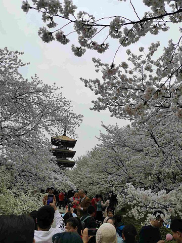 "_东湖樱花园"的评论图片