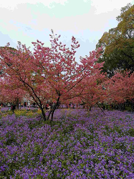 东湖樱花园旅游景点攻略图