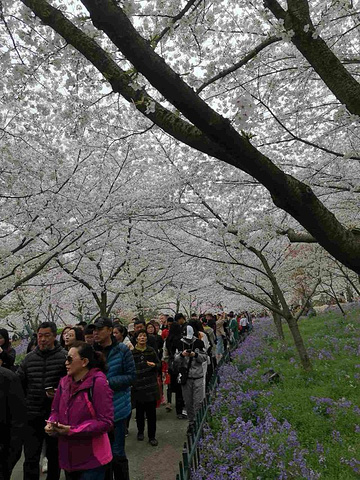 "_东湖樱花园"的评论图片