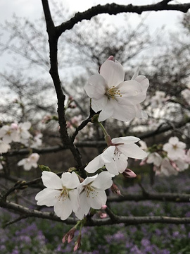 东湖樱花园旅游景点攻略图