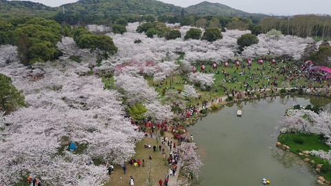 东湖樱花园旅游景点攻略图