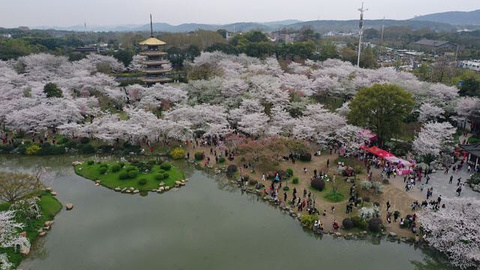 东湖樱花园旅游景点攻略图