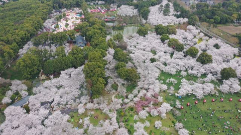 东湖樱花园旅游景点攻略图