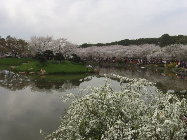 "_东湖樱花园"的评论图片