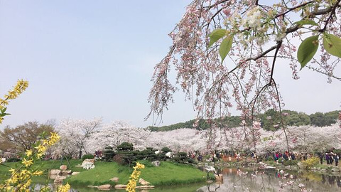 东湖樱花园旅游景点攻略图