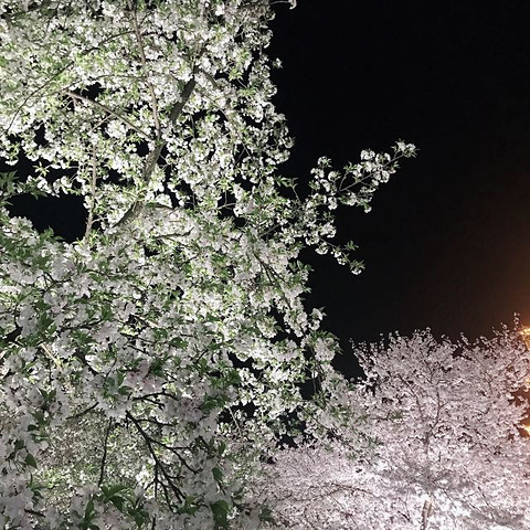 "东湖樱花园的樱花挺漂亮的，尤其是夜景更漂亮，值得一去。推荐使用_东湖樱花园"的评论图片