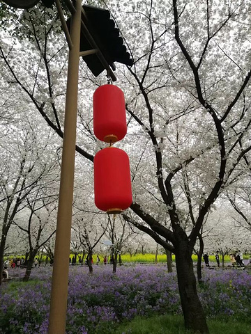 "_东湖樱花园"的评论图片