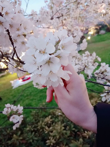 "太好看了吧，坐车的话401.402.413就三班车可以到，尽量不要转车，坐这三班直达的，能挤就挤上去_东湖樱花园"的评论图片