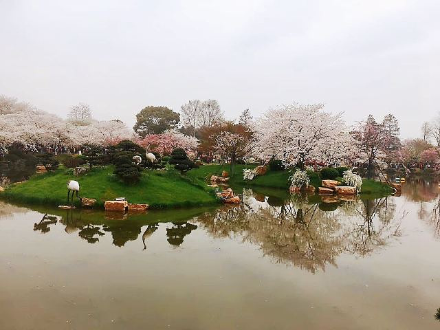 "而在大武汉赏樱花，东湖磨山樱花园几乎是首选，或者说必去打卡的景点。所以整个公园洋溢着浓厚的日式风情_东湖樱花园"的评论图片