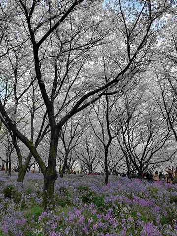 "_东湖樱花园"的评论图片