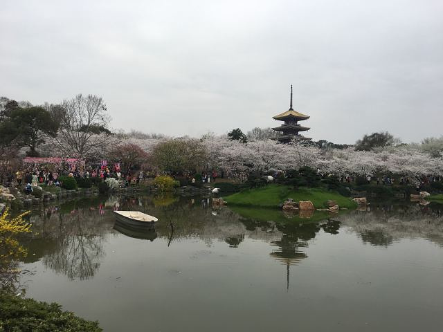 "正巧赶上樱花盛开的季节，红的、白的交相辉映，还能看到许许多多穿着汉服的小姐姐_东湖樱花园"的评论图片