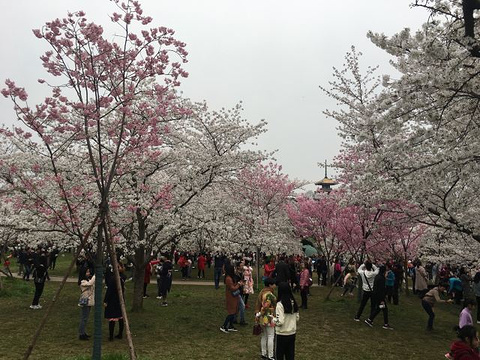 东湖樱花园旅游景点攻略图