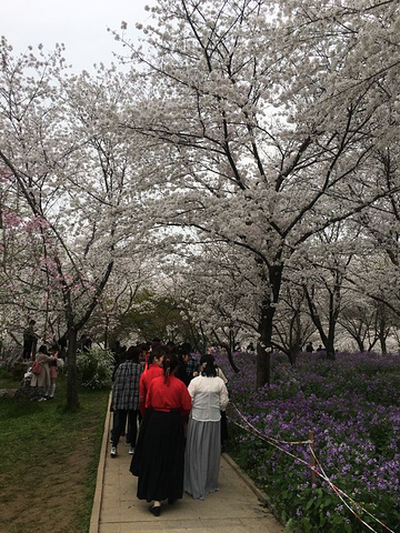 "正巧赶上樱花盛开的季节，红的、白的交相辉映，还能看到许许多多穿着汉服的小姐姐_东湖樱花园"的评论图片