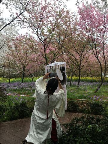 "正巧赶上樱花盛开的季节，红的、白的交相辉映，还能看到许许多多穿着汉服的小姐姐_东湖樱花园"的评论图片