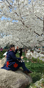 东湖樱花园旅游景点攻略图