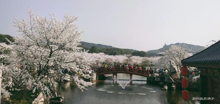 "整个樱花园美极了！虽然是周一，可游人如织，人人都陶醉其中。今年雨水丰沛，所以樱花开的格外灿烂_东湖樱花园"的评论图片