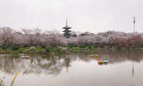 东湖樱花园旅游景点攻略图