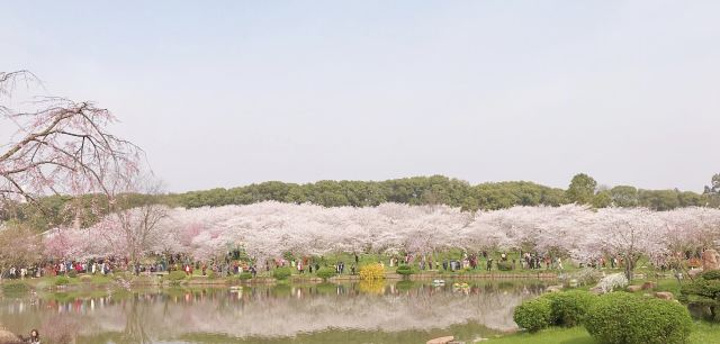 "_东湖樱花园"的评论图片