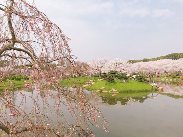 "_东湖樱花园"的评论图片