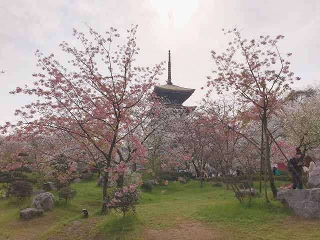 "_东湖樱花园"的评论图片