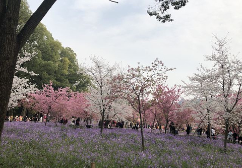 东湖樱花园旅游景点攻略图