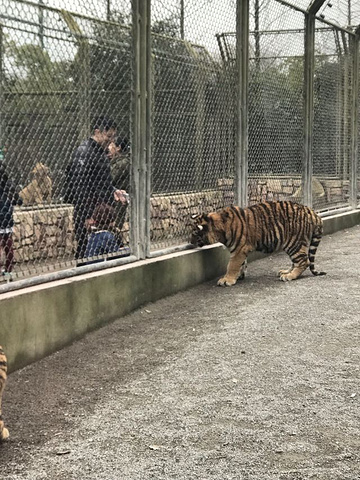 "_上海野生动物园"的评论图片