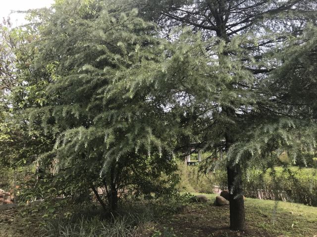 曹溪温泉度假村