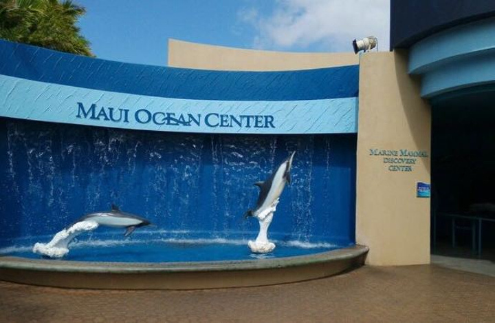 "我妻子为了给我惊喜，帮我订了一次在水族馆中和鲨鱼一起的潜水之旅_茂宜海洋中心"的评论图片