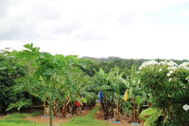 "_热带雨林自然之村"的评论图片