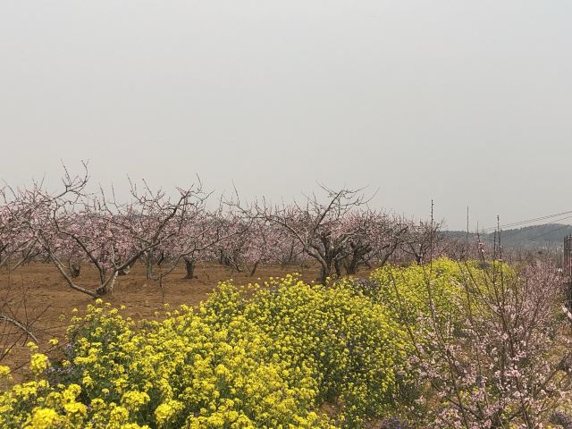 刘台桃花源风景区