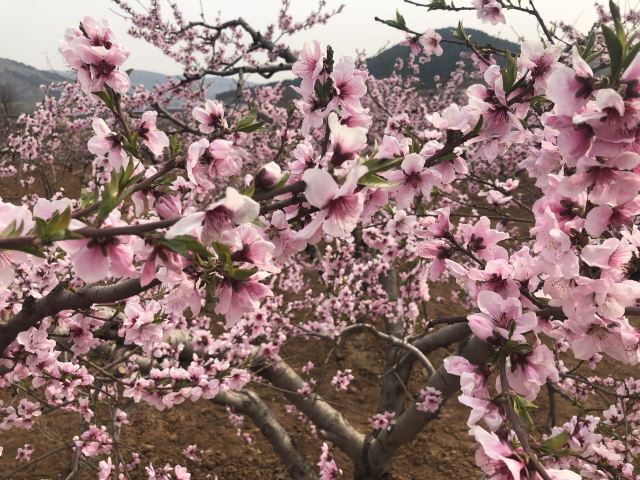 刘台桃花源风景区