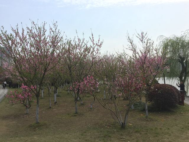 "春暖花开，适逢周末，正是踏青赏花的大好时节。桃花大多开放了，粉色白色紫色，分外妖娆，点缀着满园的春色_凤城河桃园"的评论图片