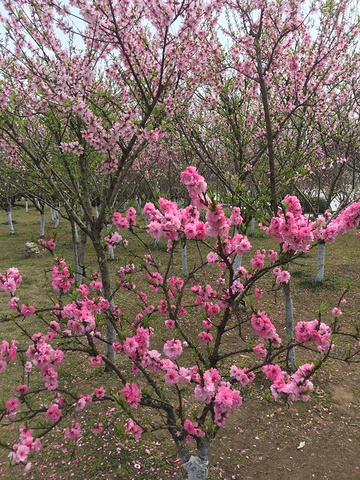 "春暖花开，适逢周末，正是踏青赏花的大好时节。桃花大多开放了，粉色白色紫色，分外妖娆，点缀着满园的春色_凤城河桃园"的评论图片