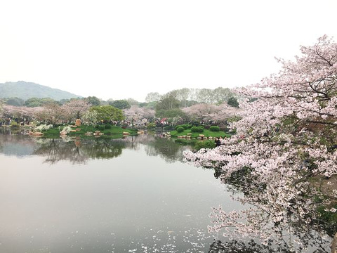 东湖樱花园旅游景点攻略图