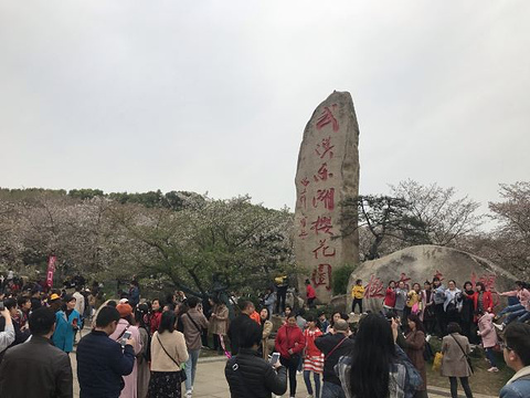 东湖樱花园旅游景点攻略图