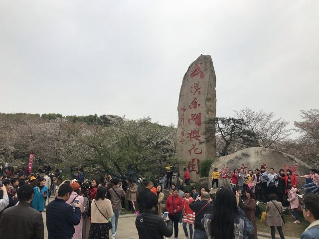 "樱花园好看是好看&#x20;摇樱花树和踩踏禁区内的花的现象挺严重的，景区内的游客素质有待提高_东湖樱花园"的评论图片