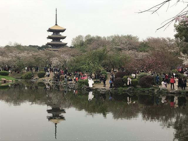 "樱花园好看是好看&#x20;摇樱花树和踩踏禁区内的花的现象挺严重的，景区内的游客素质有待提高_东湖樱花园"的评论图片