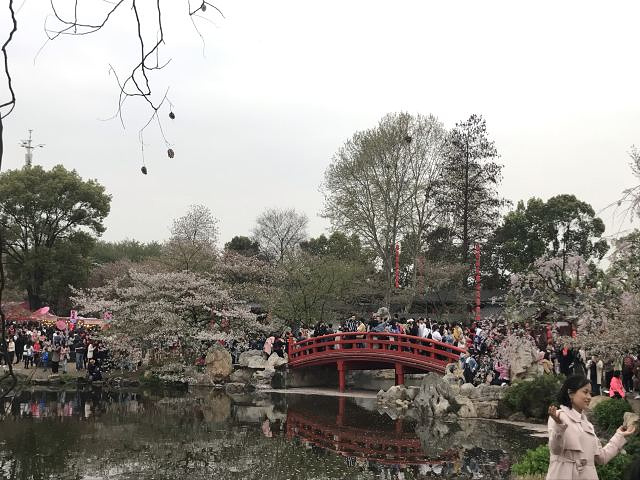 "樱花园好看是好看&#x20;摇樱花树和踩踏禁区内的花的现象挺严重的，景区内的游客素质有待提高_东湖樱花园"的评论图片