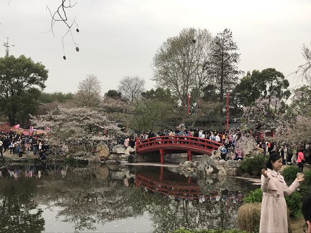 "樱花园好看是好看&#x20;摇樱花树和踩踏禁区内的花的现象挺严重的，景区内的游客素质有待提高_东湖樱花园"的评论图片